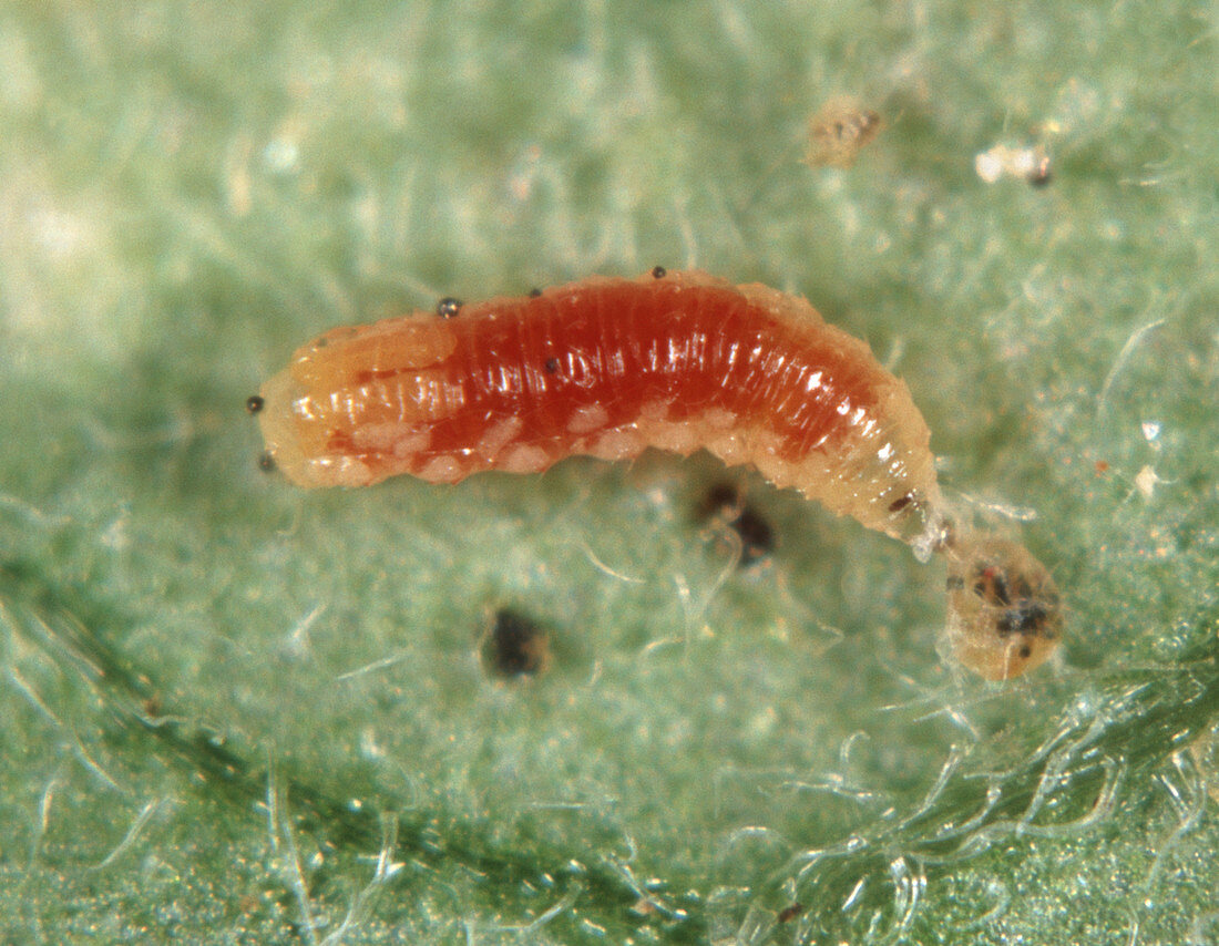 Predatory midge larva eats mite
