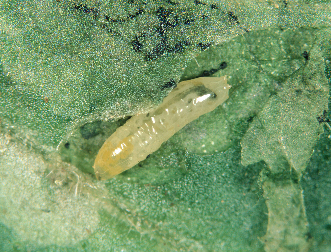 South American Leaf Miner Larva