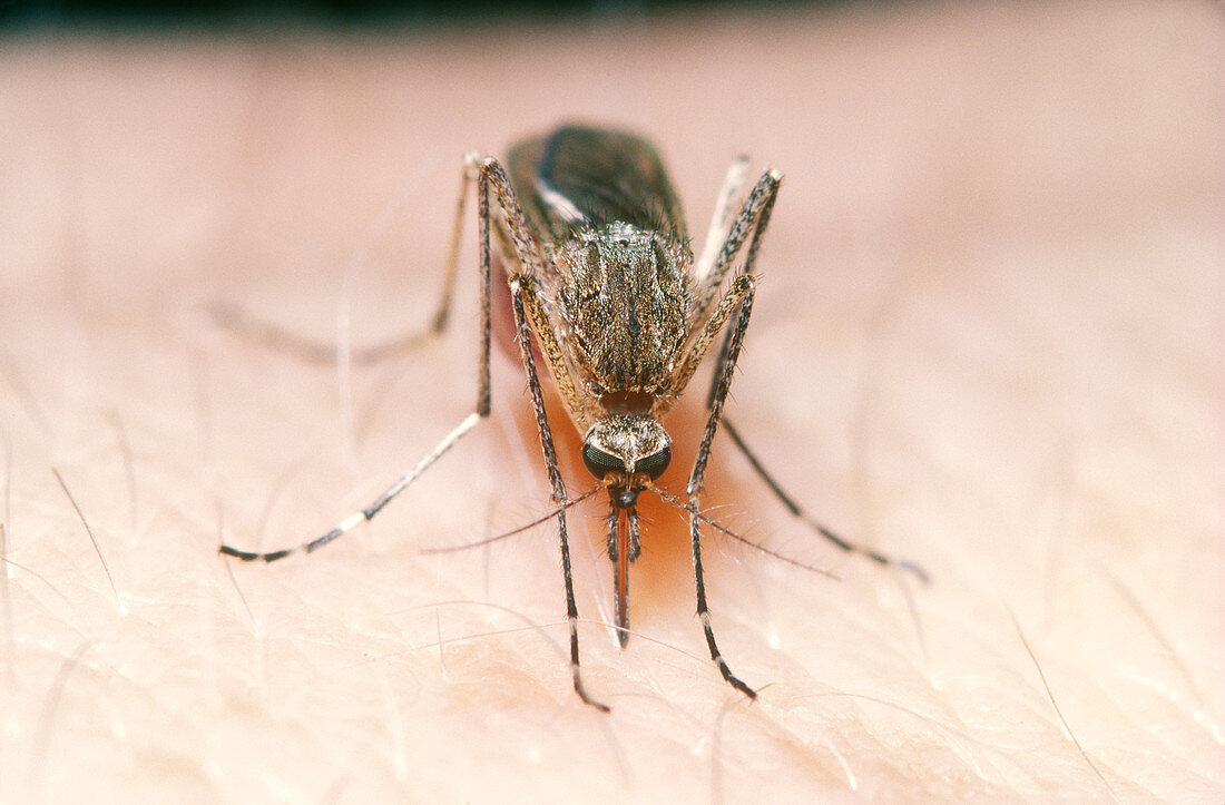 House Mosquito biting (Culex pipiens)