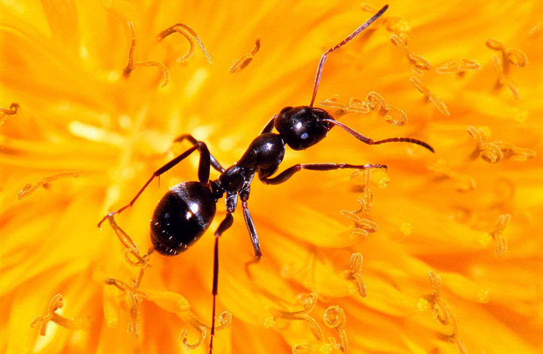 Black carpenter ant (Camponotus pennsylvanicus)