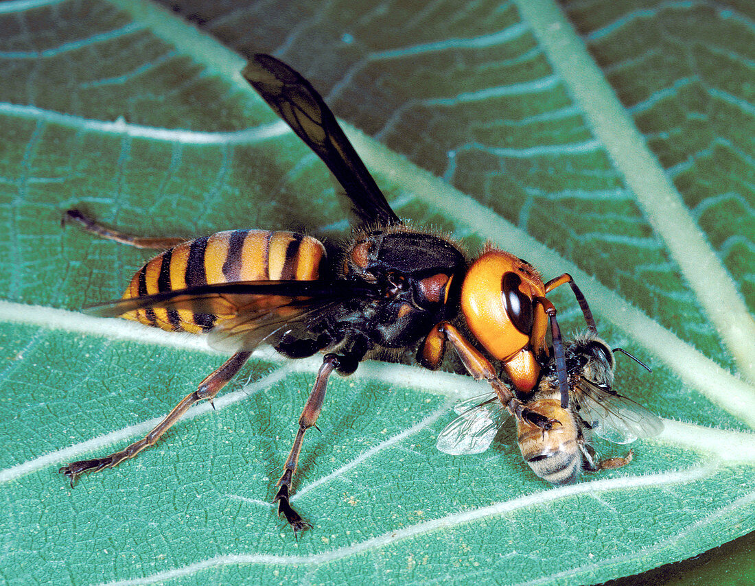Asian hornet eating a bee
