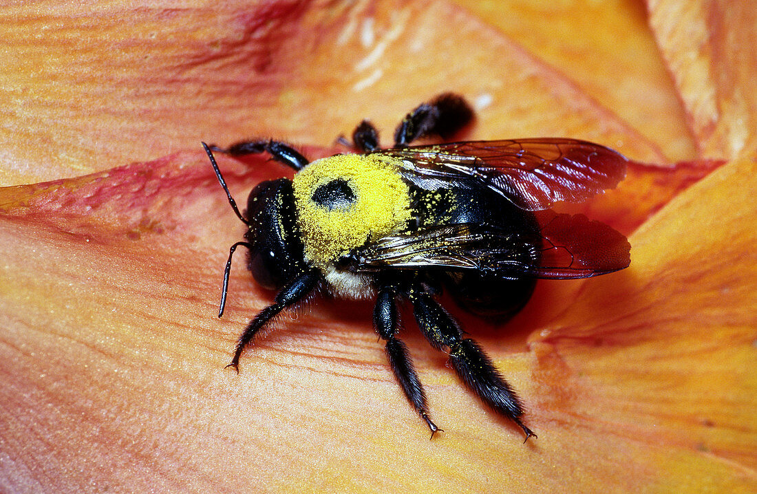 Eastern Carpenter Bee with Pollen
