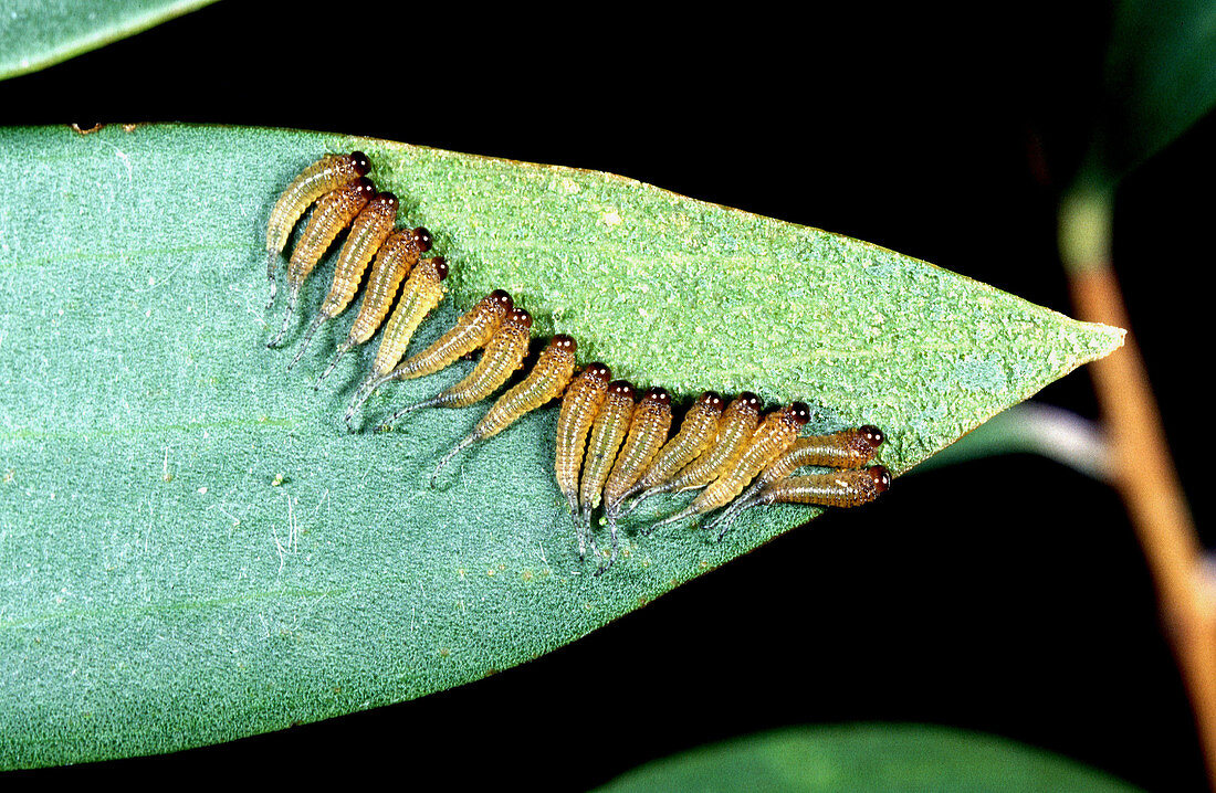 Sawfly larvae eat a leaf