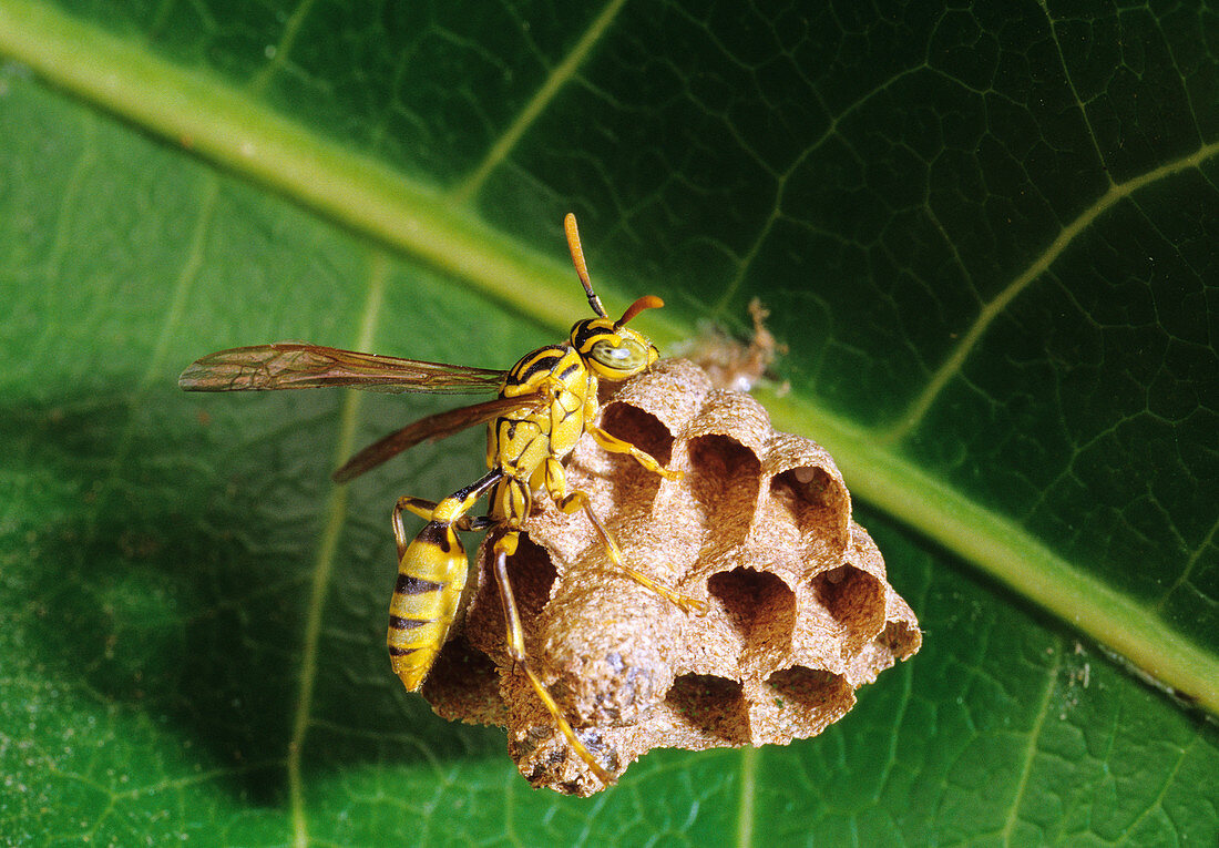 Paper Wasp On Nest