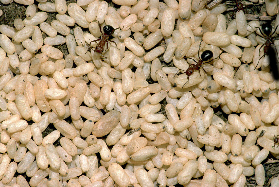 Red Ants tending pupae
