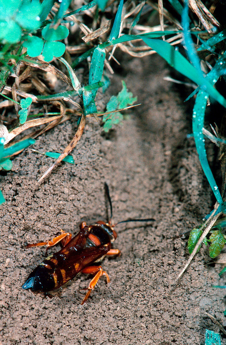 Cicada killer wasp excavating