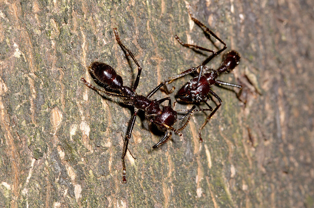 Two Bullet Ants