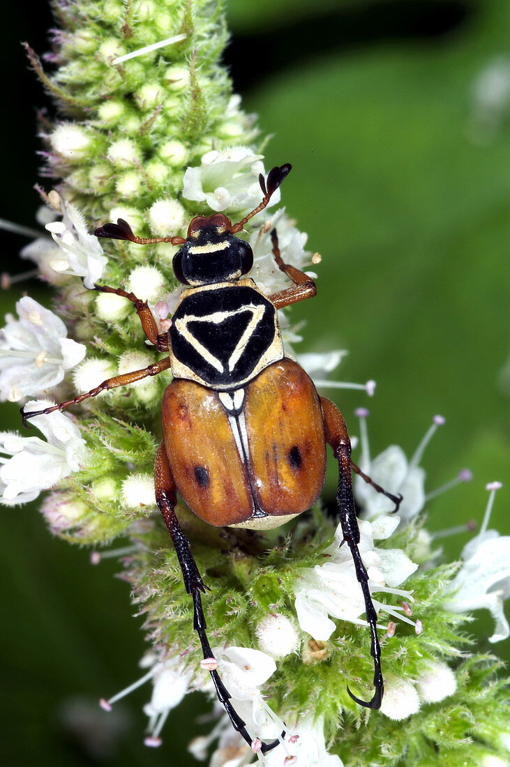 Flower Beetle (Trigonopeltastes delta)