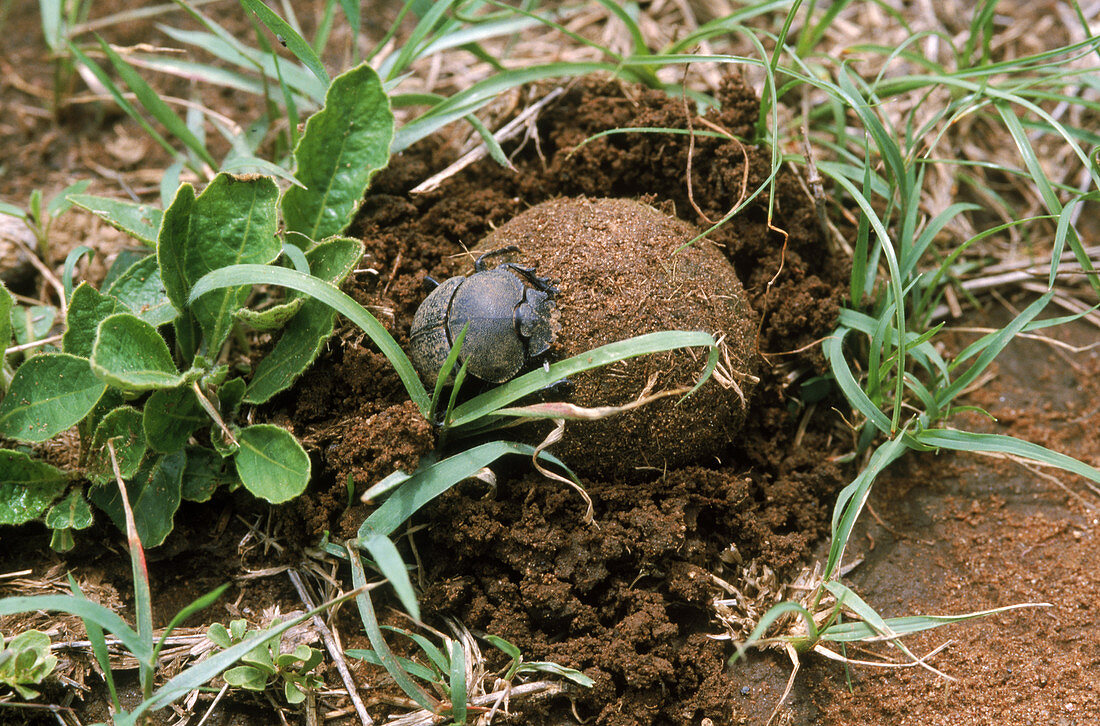 Dung Beetle burying dung ball