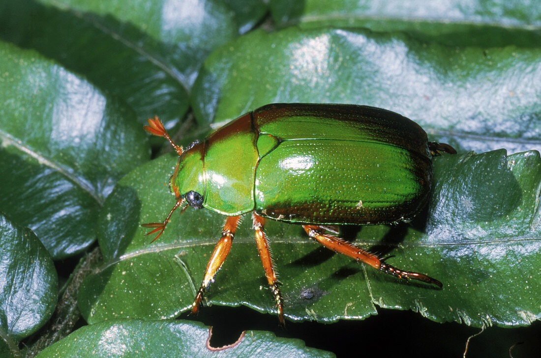 Green Scarab Beetle (Calloodes rayneri)