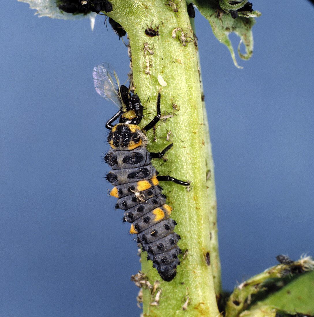 Ladybird larva eating aphid
