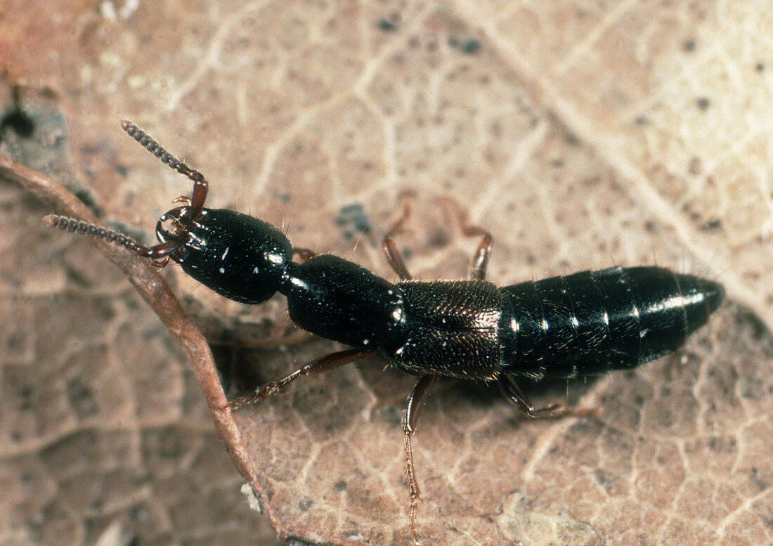 Predatory rove beetle