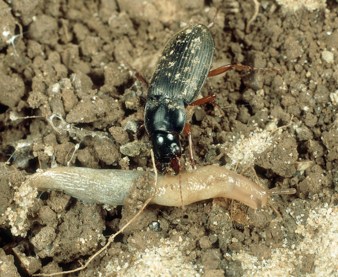 Strawberry seed beetle Attacks slug