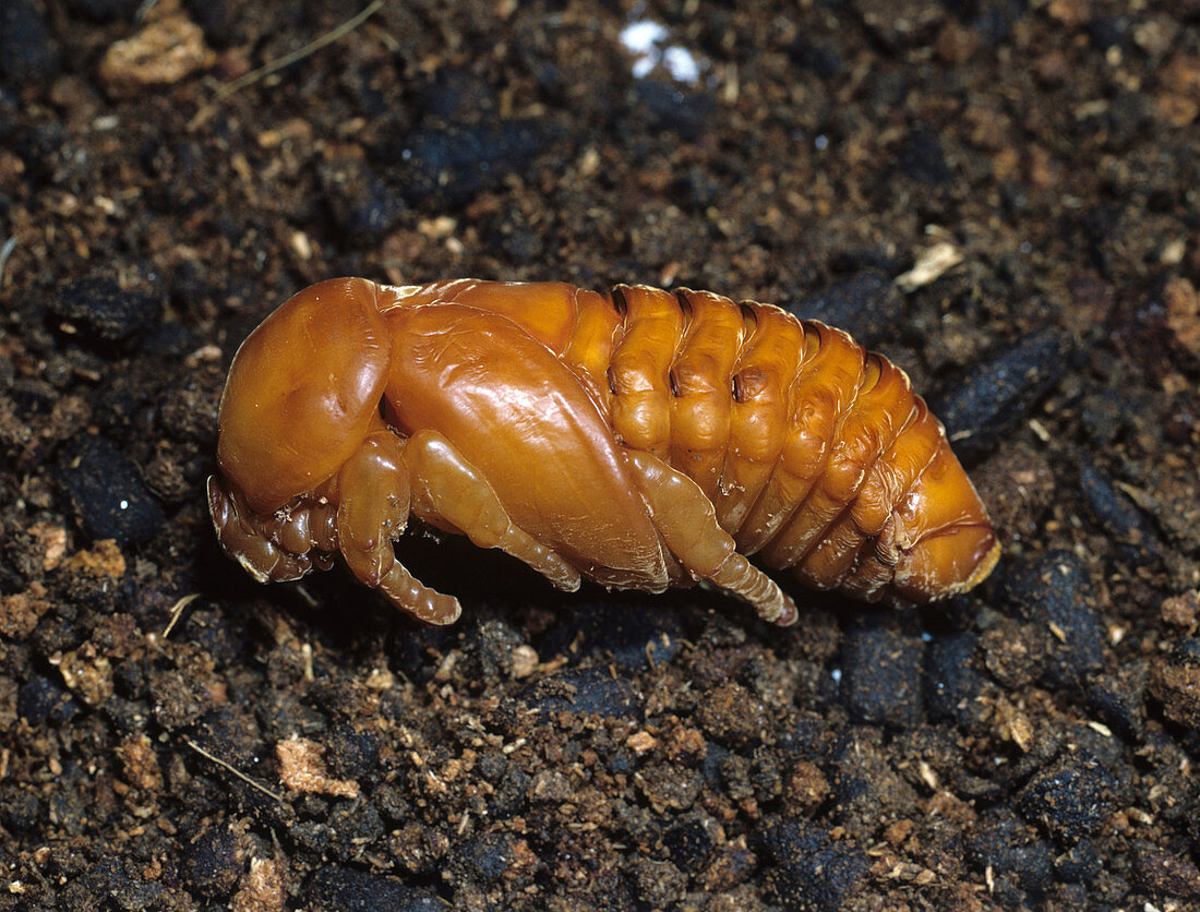 Rhinoceros beetle pupa