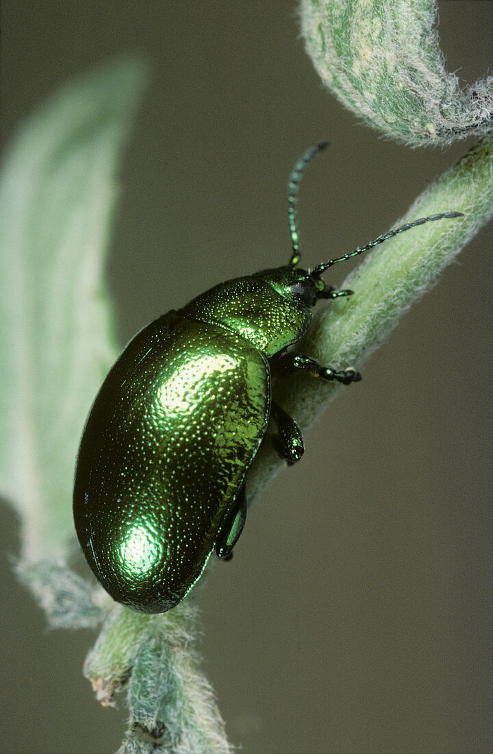 Mint Beetle (Chrysolina menthastri)