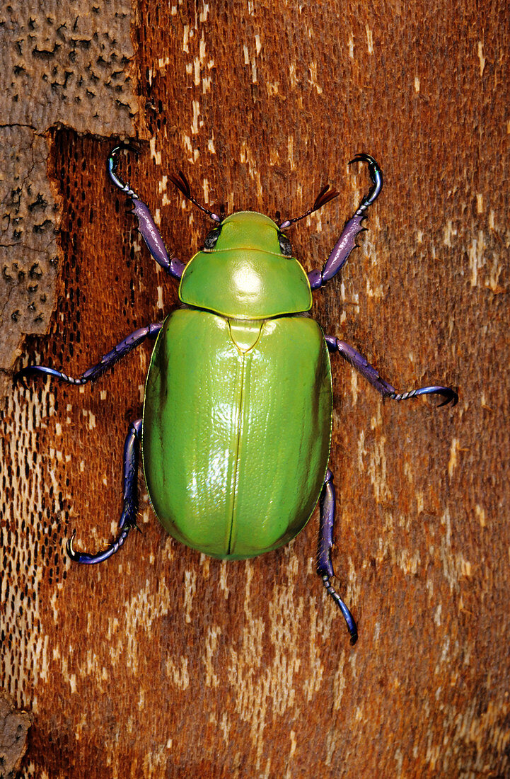 Shining Leaf Chafer Beetle (Chrysina beyeri)