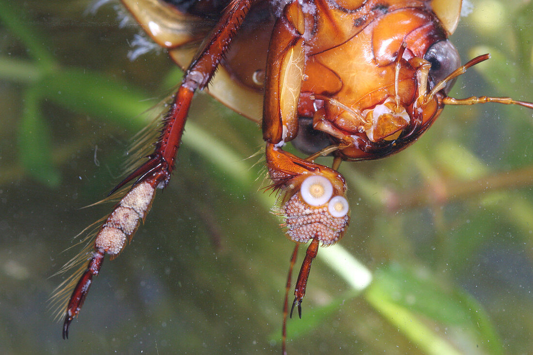 A Diving Beetle