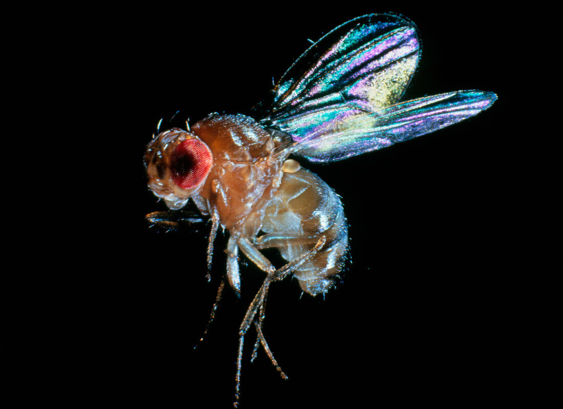 Sanning macrograph of a fruit fly,Drosophila sp