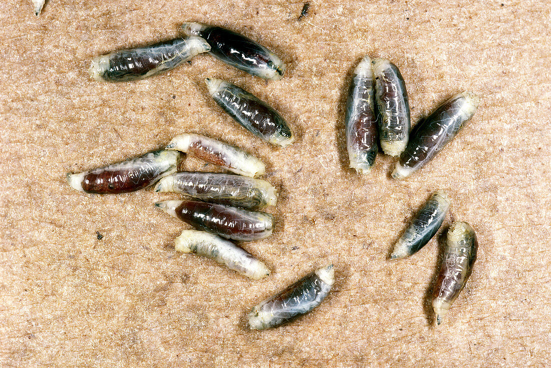 Maggots (Fly Larvae)