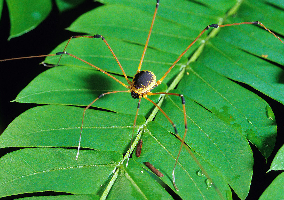 Daddy-long-legs