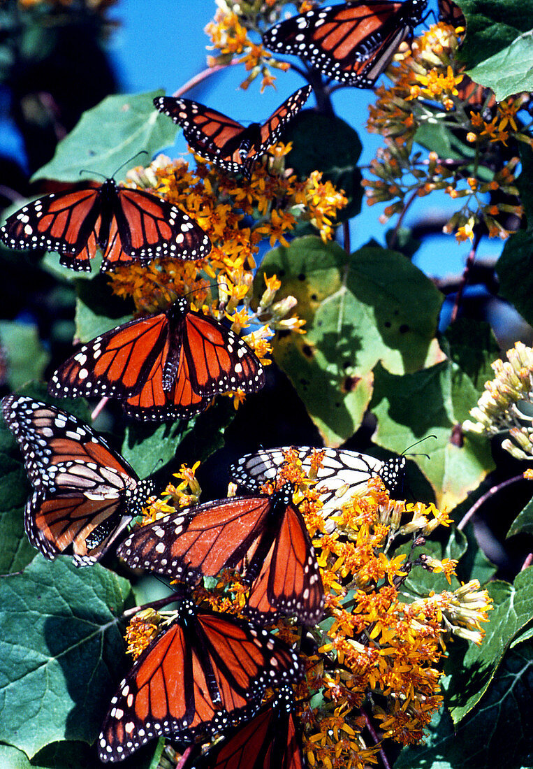 Monarch butterflies feeding