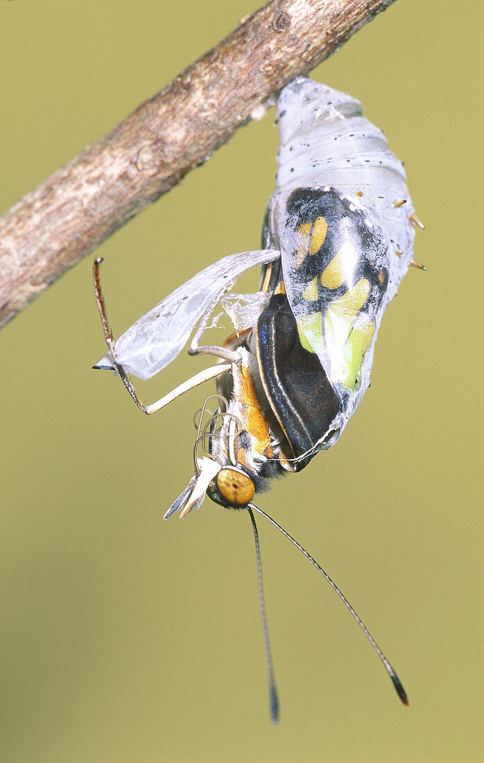 Malachite Butterfly emerging: 3 of 6