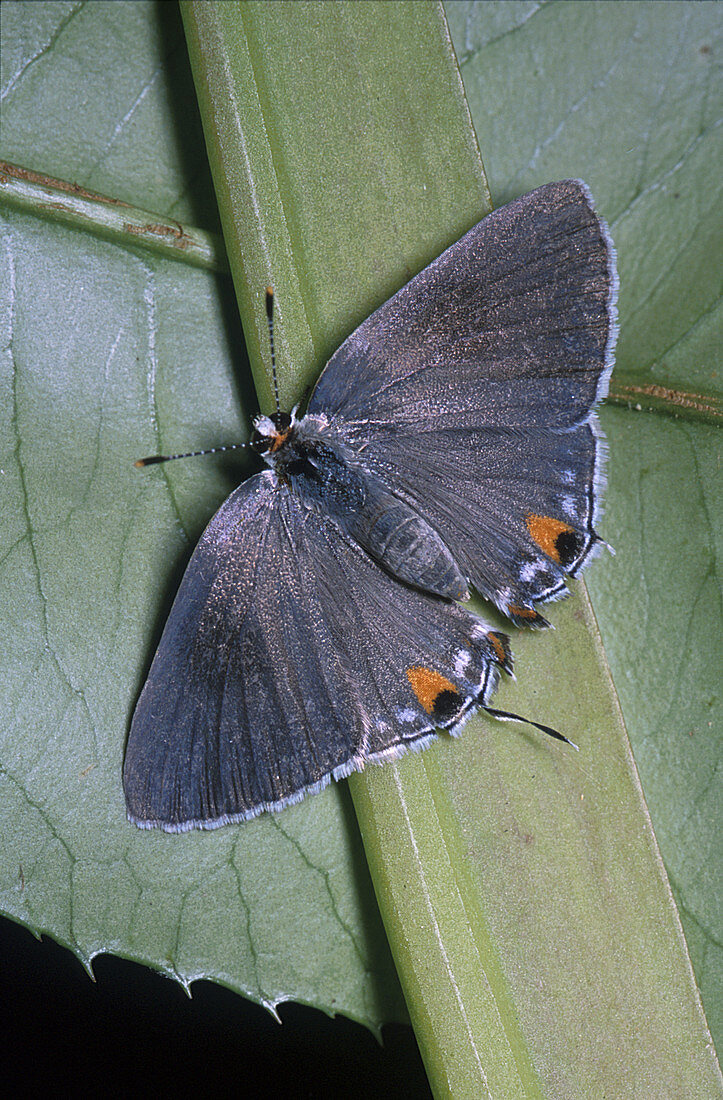 Gray Hairstreak Butterfly