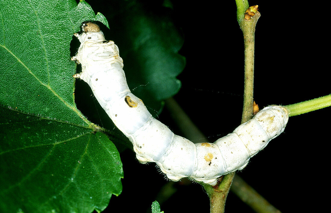 Silk Moth Larva (Bombyx mori)