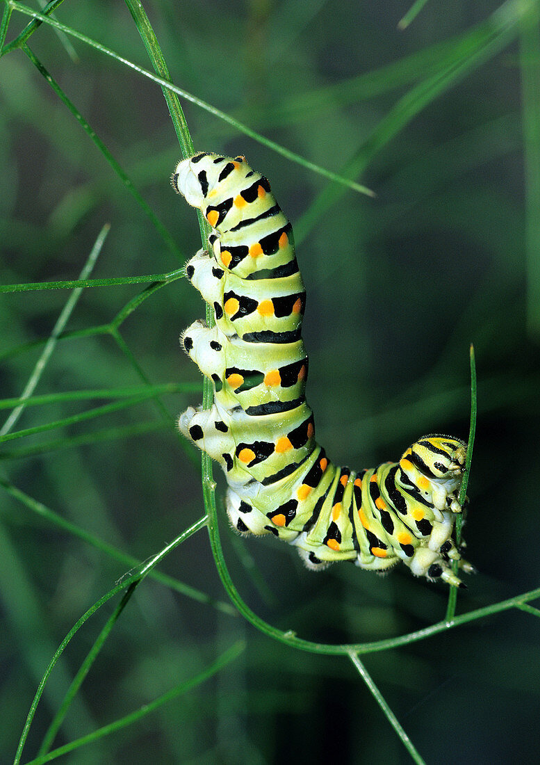 Anise Swallowtail Butterfly Larva