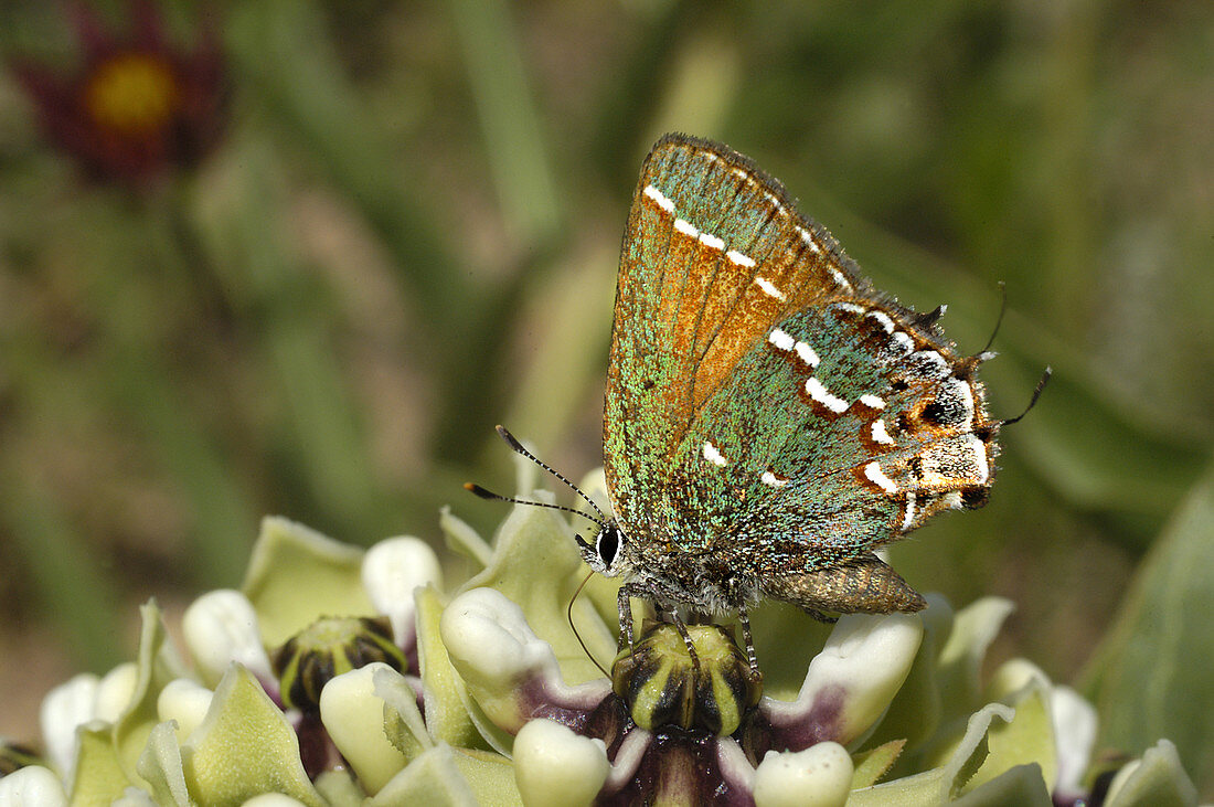 Olive Hairstreak Butterfly