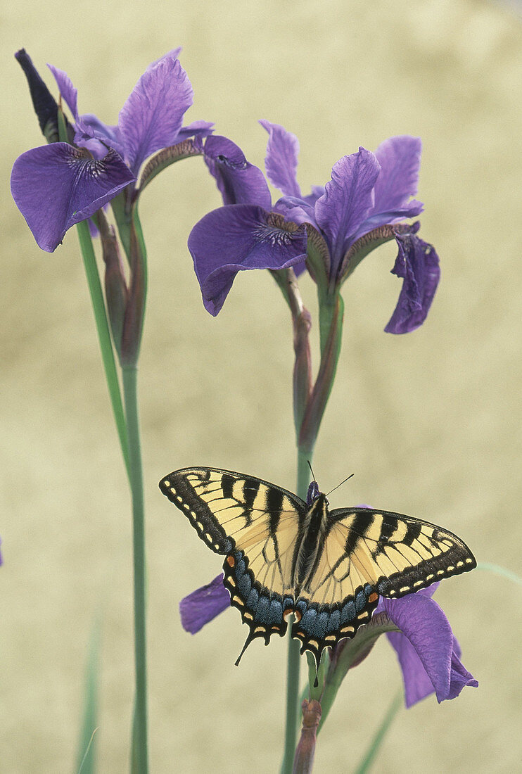 Eastern Tiger Swallowtail on Iris