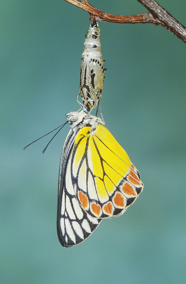 Common Jezebel Butterfly (Delias eucharis)