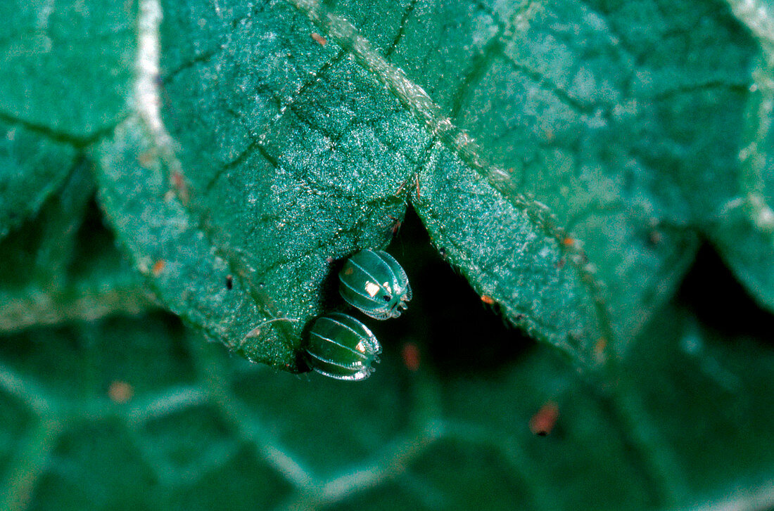 Butterfly eggs