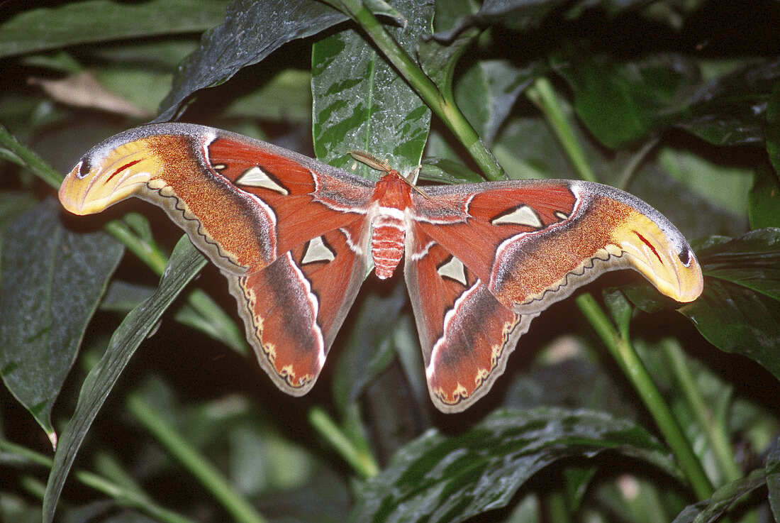 Giant Atlas Moth (Attacus atlas)