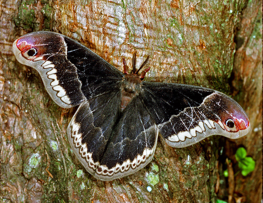 Male Promethea Moth