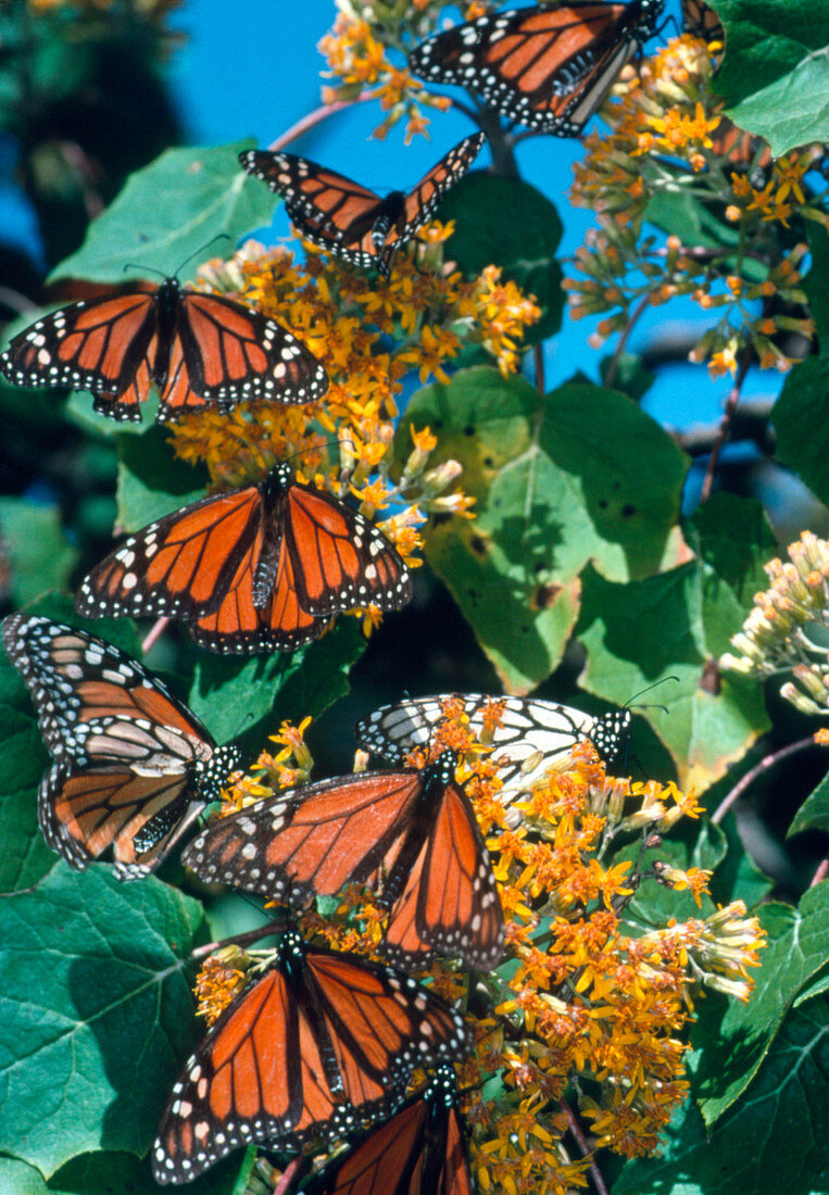 Monarch butterflies (Danaus plexippus) feeding
