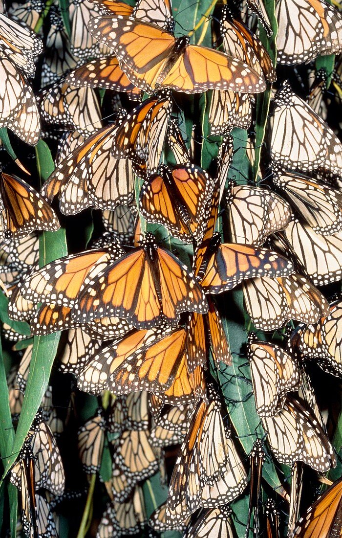 Monarch butterflies (Danaus plexippus) migrating