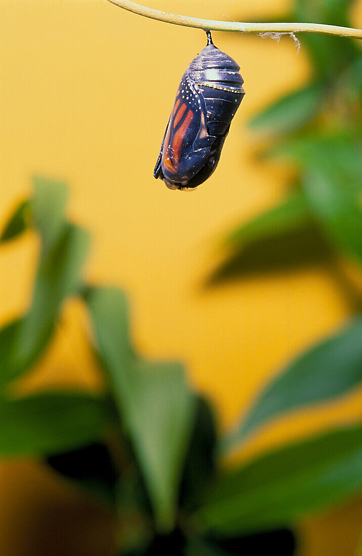 Monarch butterfly pupa