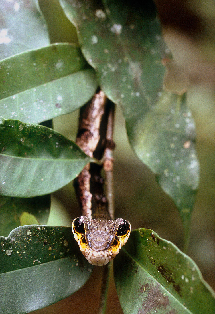 Caterpillar mimics snake