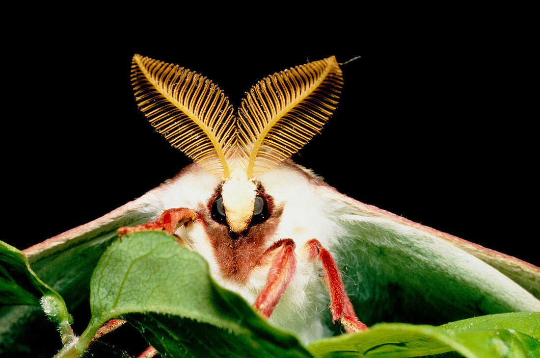 Luna moth