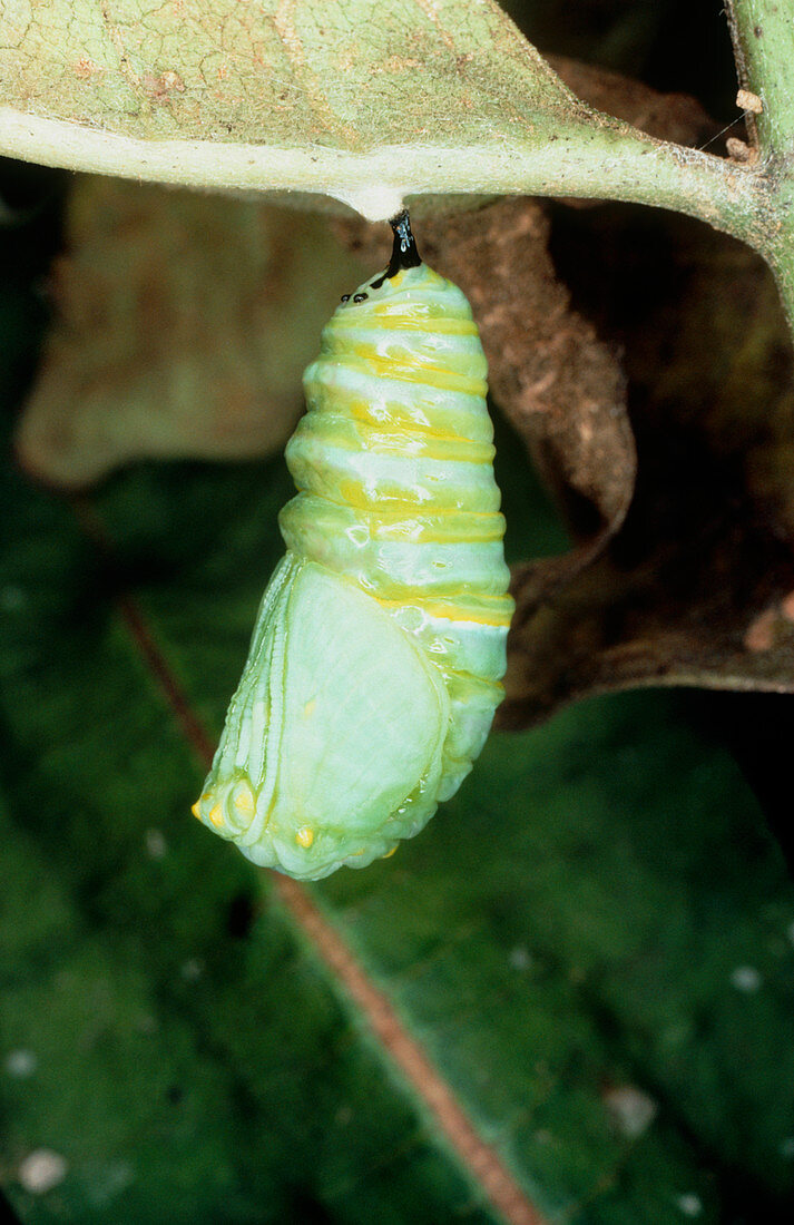 Monarch butterfly pupa