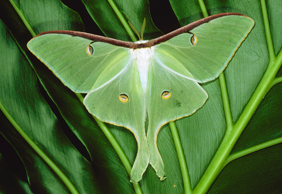 Luna moth on leaf