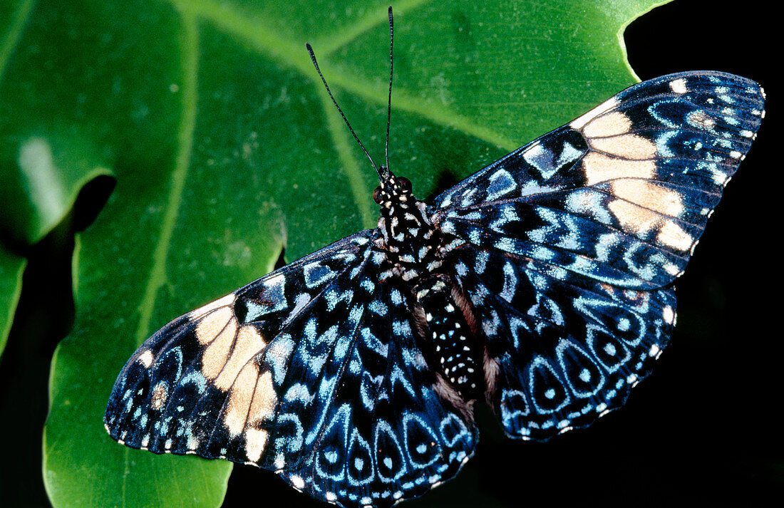 Blue cracker butterfly