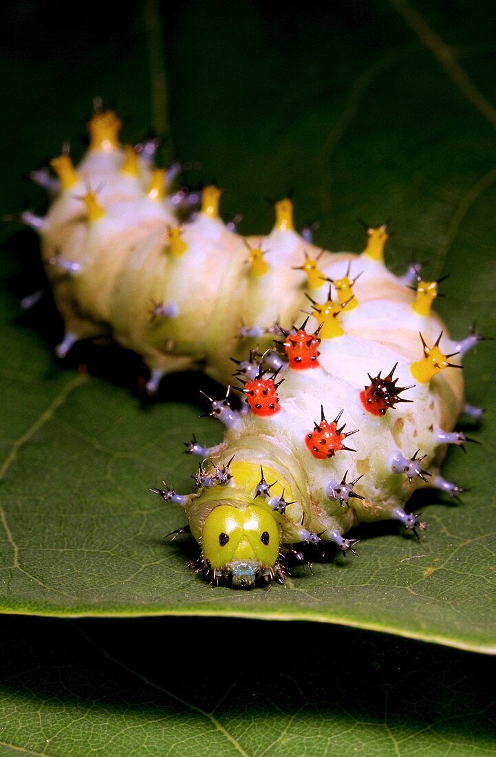 Moth caterpillar