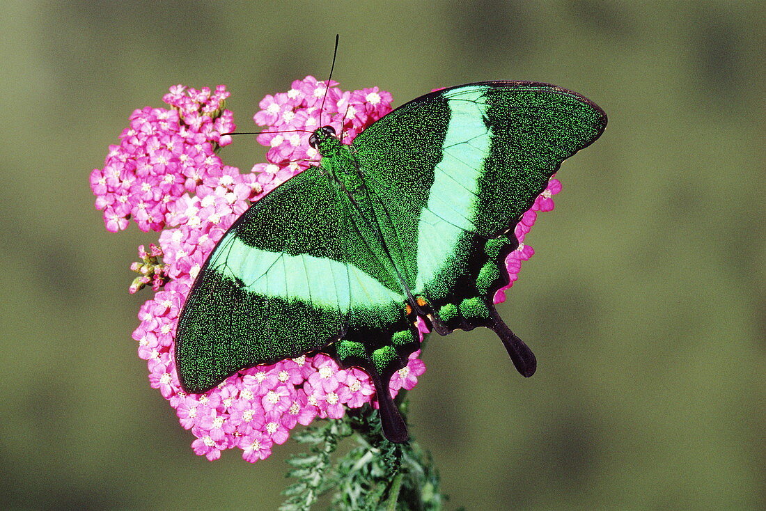 Emerald swallowtail butterfly