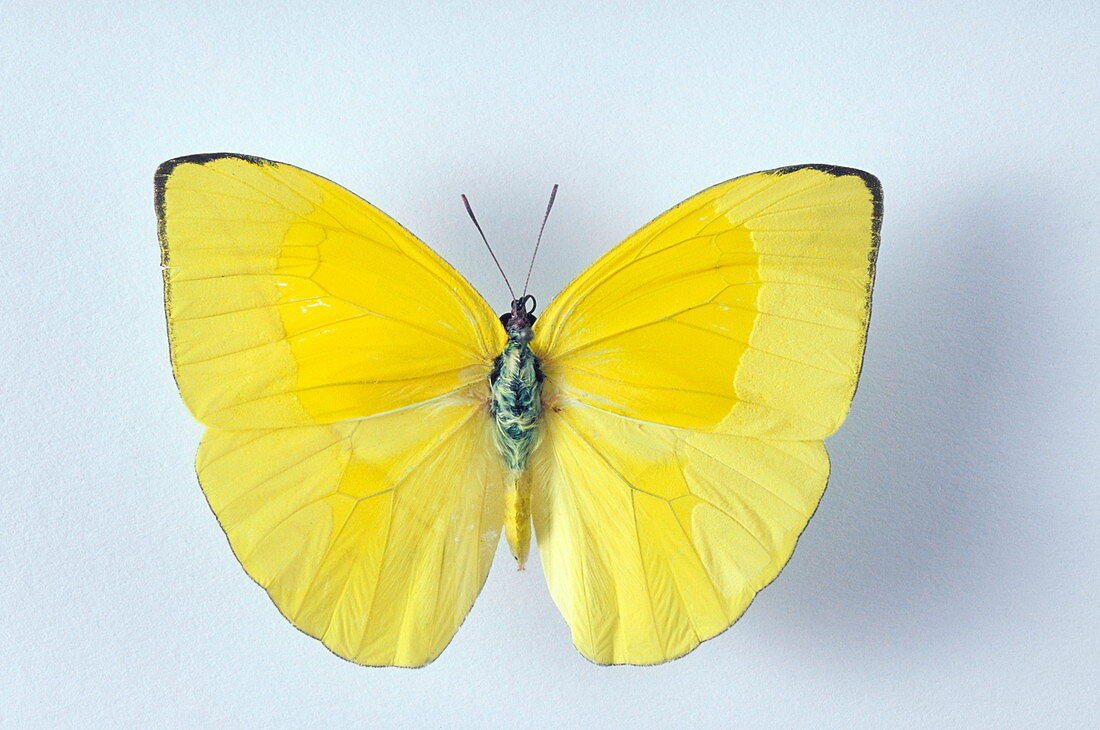 Migrant sulphur butterfly