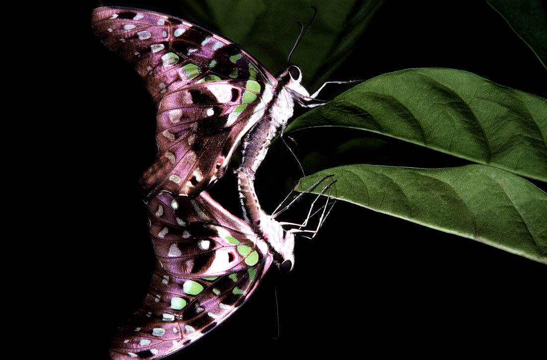 Tailed Jay Butterflies Mating