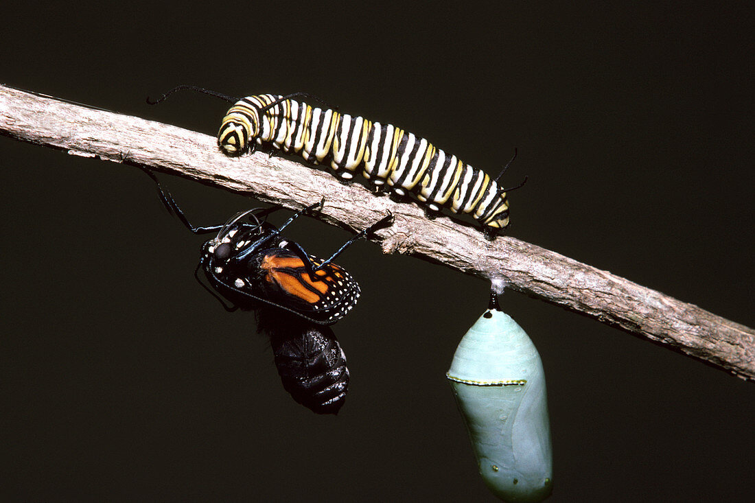 Monarch stages of development