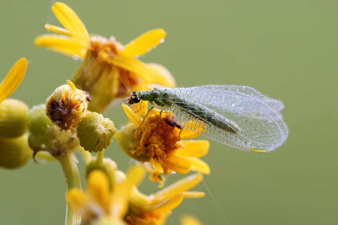 Green Lacewing (Chrysopa spp.)