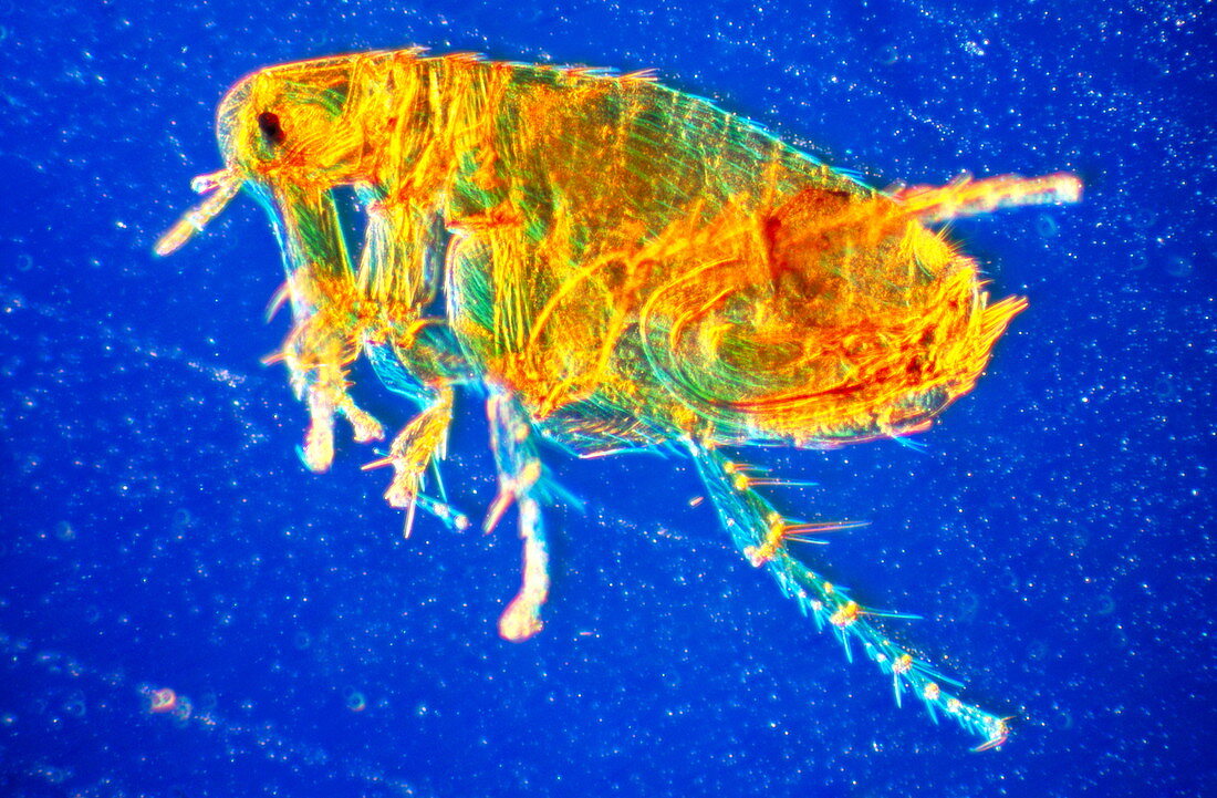 Rat flea,light micrograph